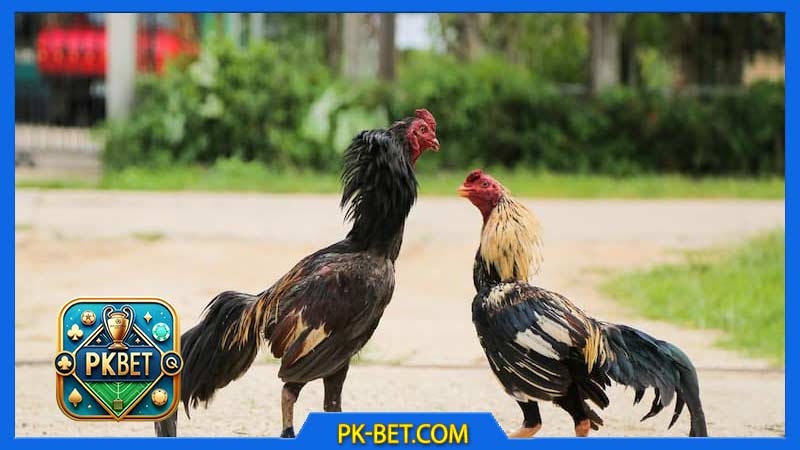Đá Gà Thomo Là Gì? Tại Sao Nên Xem Chọi Gà Trực Tuyến?