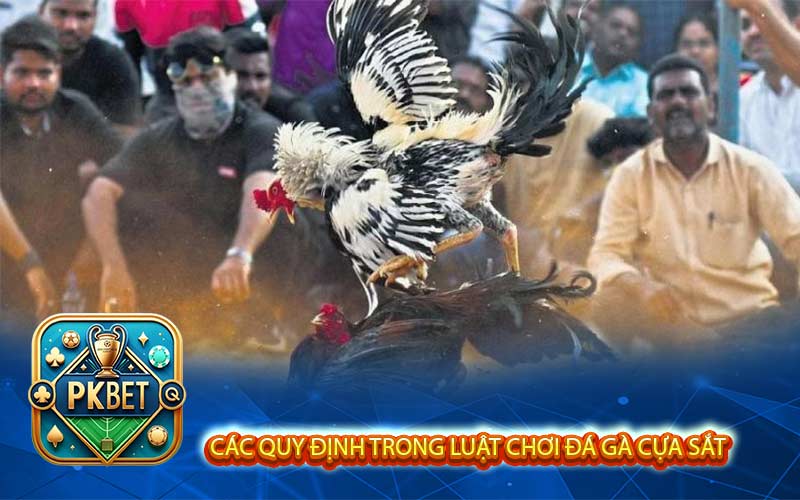 Luật Chơi Đá Gà Cựa Sắt Chi Tiết Nhất Kê Thủ Cần Biết