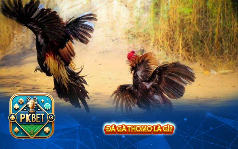 Đá Gà Thomo Là Gì? Tại Sao Nên Xem Chọi Gà Trực Tuyến?