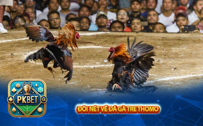 Đá Gà Tre Thomo Là Gì? Hướng Dẫn Dự Đoán Chọi Gà Cực Dễ