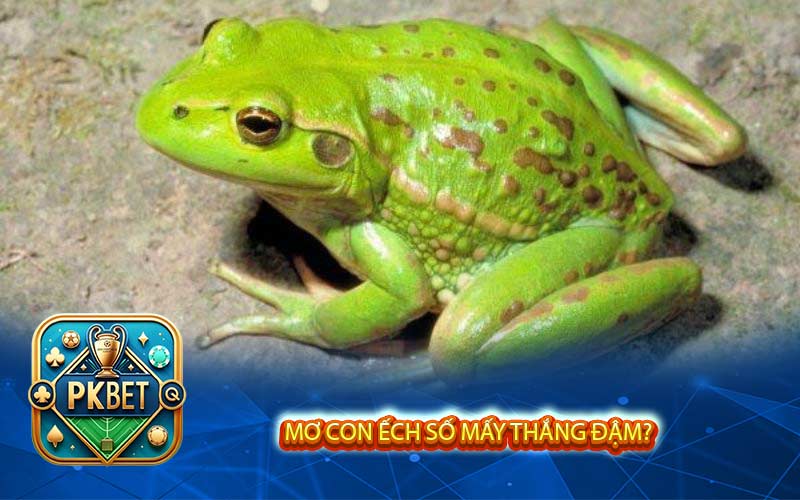 Mơ Thấy Con Ếch Số Mấy? Mơ Thấy Ếch Có Tốt Không?