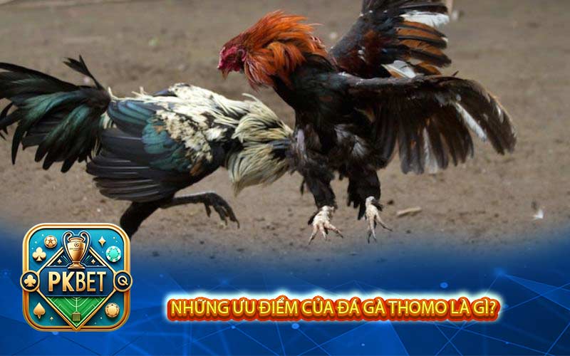 Đá Gà Thomo Là Gì? Tại Sao Nên Xem Chọi Gà Trực Tuyến?