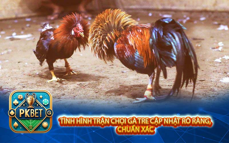 Đá Gà Tre Thomo Là Gì? Hướng Dẫn Dự Đoán Chọi Gà Cực Dễ