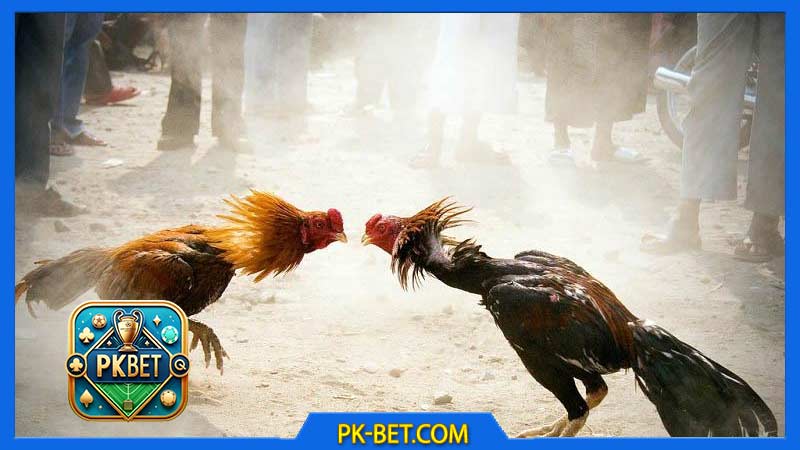 Đá Gà Thomo Là Gì? Tại Sao Nên Xem Chọi Gà Trực Tuyến?