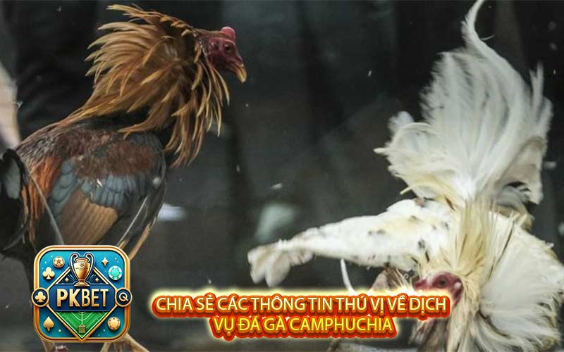 Đá Gà Camphuchia Nổi Tiếng, Thịnh Hành Hàng Đầu 2026