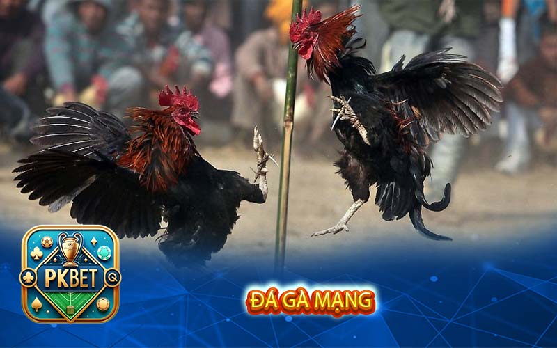 Đá Gà Thomo Là Gì? Tại Sao Nên Xem Chọi Gà Trực Tuyến?