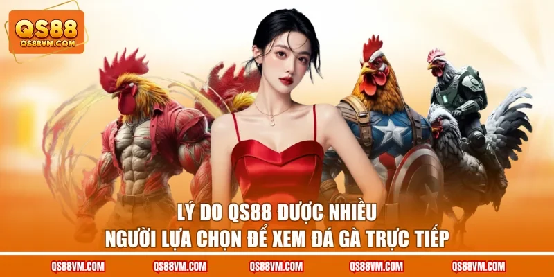 Đá Gà Trực Tiếp QS88 Quy Tụ Nhiều Trận Đấu Siêu Kịch Tính